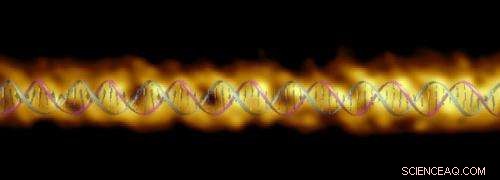 Precise Measurements of the DNA Double Helix Structure