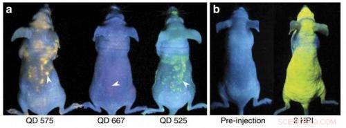In Vivo Imaging of Mice Uncovers Nanoparticle Accumulation Patterns