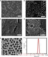 Bionic Nanoparticles Self-assemble for Enhanced Light Capture