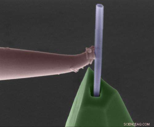 AFM Probes Engineered from Single Nanowires for Advanced Microscopy