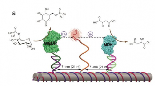 DNA Nanotechnology Brings Enzymatic Catalysis Within Reach