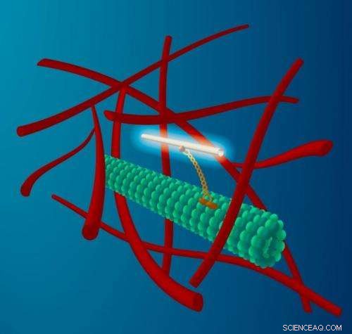 Nanotube Experiments Reveal How Cells Mobilize Their Own Transport Network