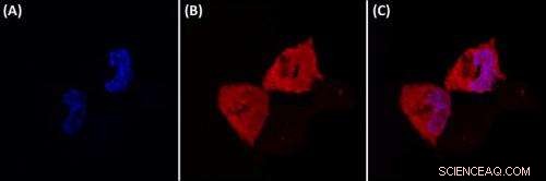 Targeted Nanotube Therapy Shows Promise Against Pancreatic Cancer