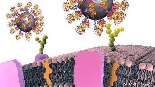 Desert-Derived Antibodies: Precision Guides for Targeting Diseased Cells