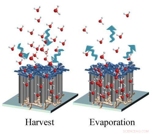 Carbon Nanotube Forests Harvest Atmospheric Moisture in Arid Environments