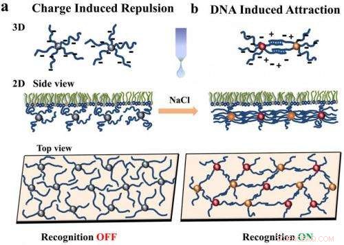 DNA-Linked Nanoparticles Form Switchable Thin Films on Liquid Surfaces