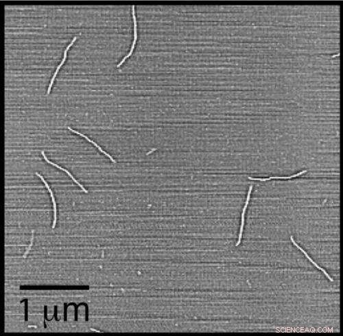 Scientists Use Virus to Uncover Nanopore Physics