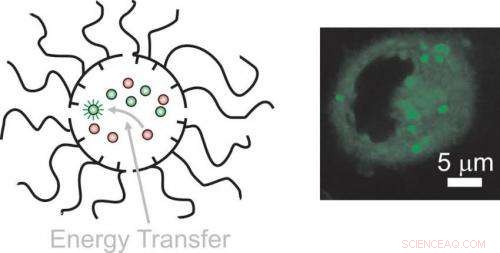 Scientists Unveil Nanosubmarine for Targeted Delivery of Complementary Molecules Inside Cells