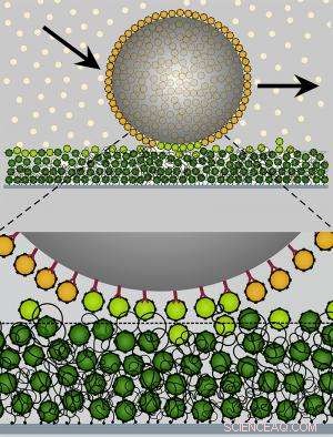 Nano-Scale Velcro Enables Precision Molecule Transport Across Cellular Membranes