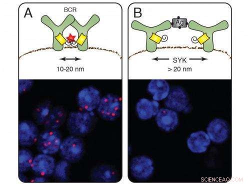 New Nanoscale Tool Unveils Precise Organization of the Cell Membrane