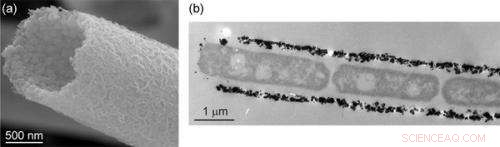 Nanometric Amorphous Iron Oxide from Leptothrix ochracea: A High-Performance Anode for Lithium‑Ion Batteries