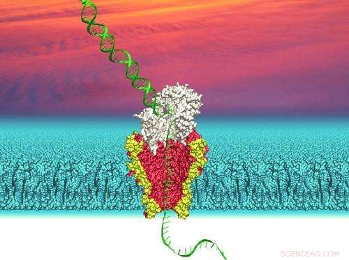 Nanopore Sequencing Rapidly Decodes Long DNA Strands
