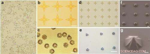 New Venus-Flytrap-Inspired Gripper Enables Precise Capture of Individual Human Cells