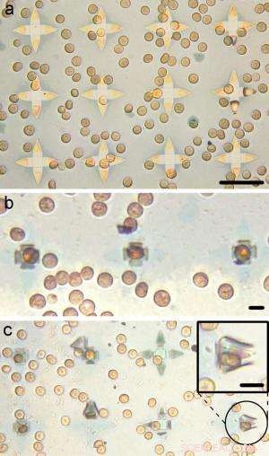 New Venus-Flytrap-Inspired Gripper Enables Precise Capture of Individual Human Cells