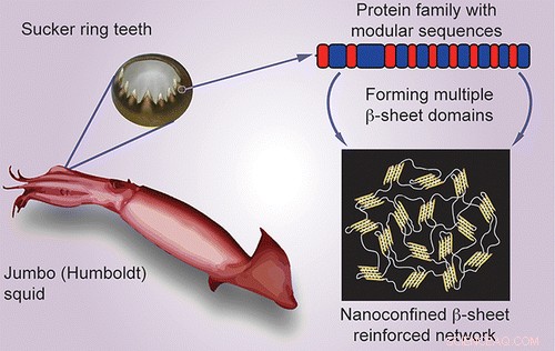 Squid Sucker Teeth Protein Promises Advances in Reconstructive Surgery and Sustainable Packaging