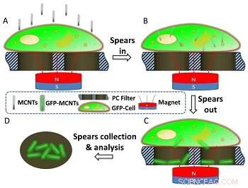 Scientists Develop Novel Technique to Extract Molecules from Living Cells