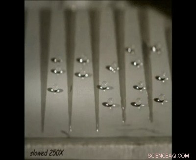 Tiny Droplets, Big Impact: Beetle-Inspired Fog Harvesting Solves Global Water & Energy Crisis