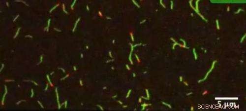 Stanford Bioengineers Design Synthetic Molecular Motors to Unlock Cellular Mechanics