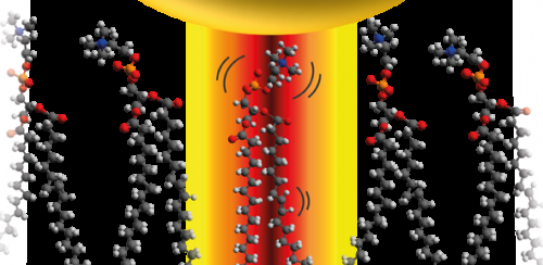 Real-Time Visualization of Molecular Flexing via Nanoscale Light Trapping