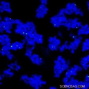 Magnetic Nanoparticles Unlock New Capacity for Antibody Purification