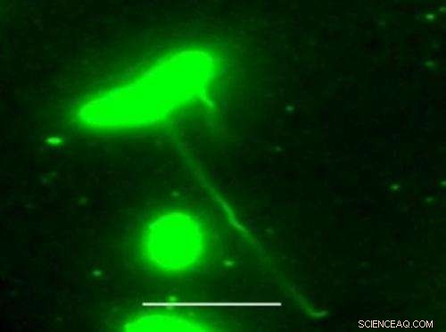 Bacterial Nanowires: Unveiling Their True Nature