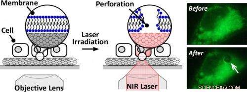 Carbon Nanotube Films and NIR Lasers: A Cost‑Effective Method to Precisely Perforate Cell Membranes
