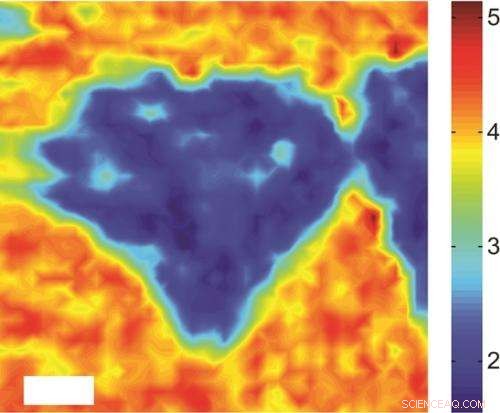 Revolutionizing 2‑D Semiconductors: Ultrafast Charge Transfer Achieved in MoS₂/WS₂ Heterostructures