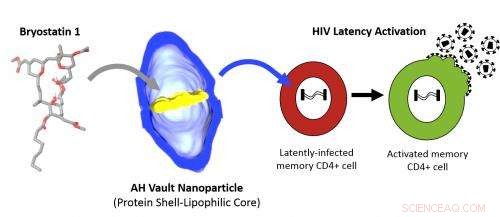 UCLA Researchers Pioneer Vault Nanoparticles for Targeted Cancer Therapy and HIV Eradication