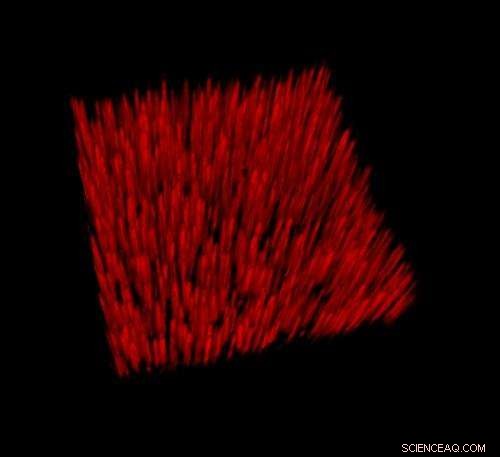 Nanowire Forests Unlock Cellular Surface Secrets