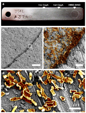 Harnessing Bacterial Biofilms to Create Self‑Healing Materials & Advanced Bioprocessing