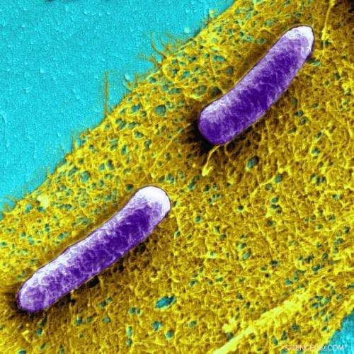 Harnessing Bacterial Biofilms to Create Self‑Healing Materials & Advanced Bioprocessing