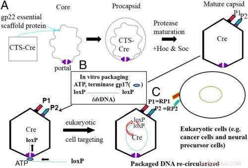 Advanced Nanocontainers for Gene and Protein Delivery in Imaging, Medicine, and Cancer Therapy