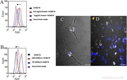 Advanced Nanocontainers for Gene and Protein Delivery in Imaging, Medicine, and Cancer Therapy