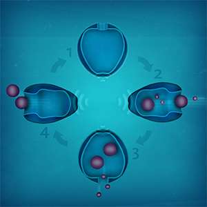 Magnetic Fields Precisely Control Nanovesicle Opening and Closing