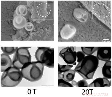 Magnetic Fields Precisely Control Nanovesicle Opening and Closing