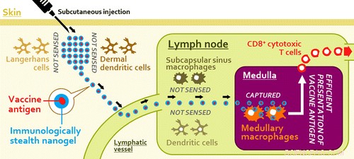 Stealth Nanoparticles Boost Cancer Vaccine Effectiveness