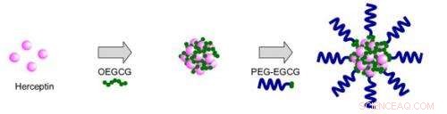 Innovative Green Tea-Infused Nanoparticles Target Cancer Cells with Enhanced Efficacy