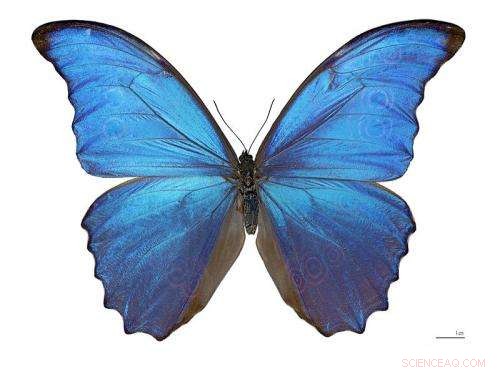 Scientists Cultivate Butterfly Wings from Chrysalis Cells in Laboratory