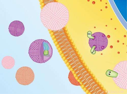 Bio‑Inspired DNA Nano‑Cocoons for Precision Cancer Drug Delivery