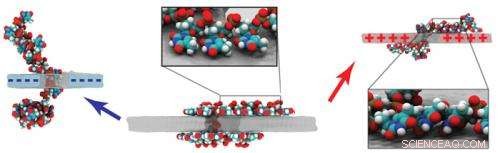 Charged Graphene Enables Precise Control of DNA Conformations for Advanced Molecular Analysis