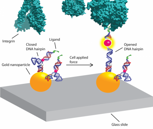 Molecular Beacons Reveal How Cells Crawl