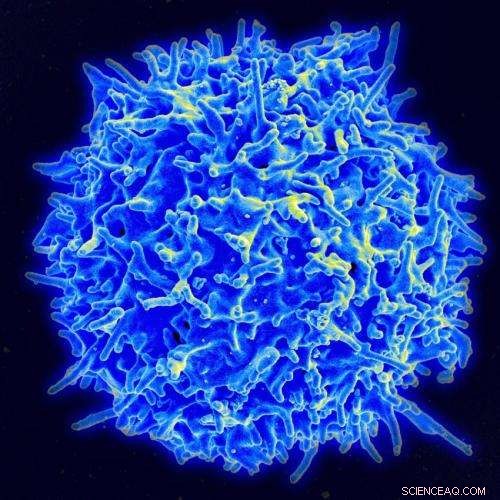 Molecular Beacons Reveal How Cells Crawl