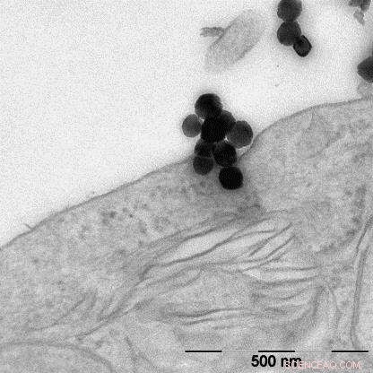 Nanosafety Research: Pursuing the Gold Standard for Reliable Nanoparticle Safety