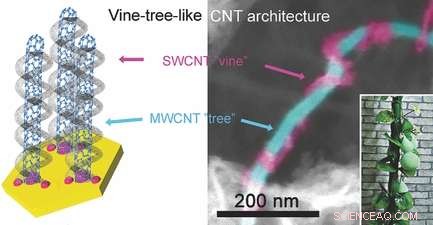 Hierarchical Vine-Tree Carbon Nanotube Architectures via In-Situ CVD Self-Assembly