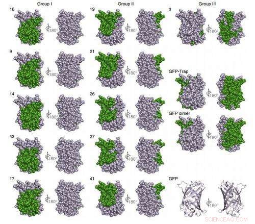 Innovative Method Transforms Antibodies into Precision Nanobodies