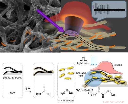 Carbon Nanotube Film Restores Light Sensitivity to Blind Retinas