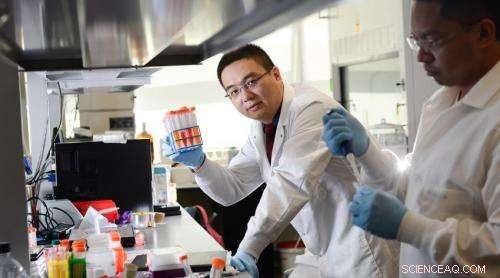 Nanodaisies: A Novel Daisy-Shaped Drug Carrier for Targeted Cancer Therapy