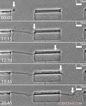 Microtubes Provide Optimal 3‑D Scaffold for Rapid Neuronal Growth