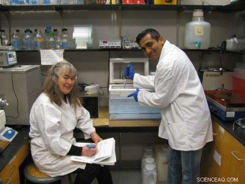 Nanosilver in Water May Disrupt Gut Health: New Study Reveals Findings