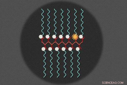 Dual-Modality Nanoparticles Enable Concurrent MRI and Fluorescent Imaging for Disease Monitoring